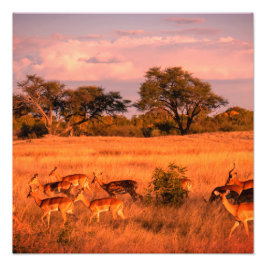 Simbabwe - die reine Beschaffenheit der Antilope Fotodruck