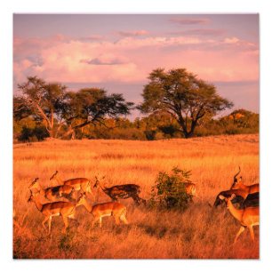 Simbabwe - die reine Beschaffenheit der Antilope Fotodruck