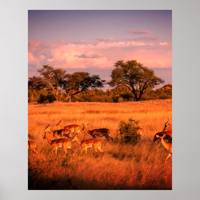 Simbabwe - die reine Beschaffenheit der Antilope Poster (Vorne)