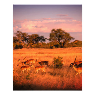 Simbabwe - die reine Natur des Antilopenposters Fotodruck
