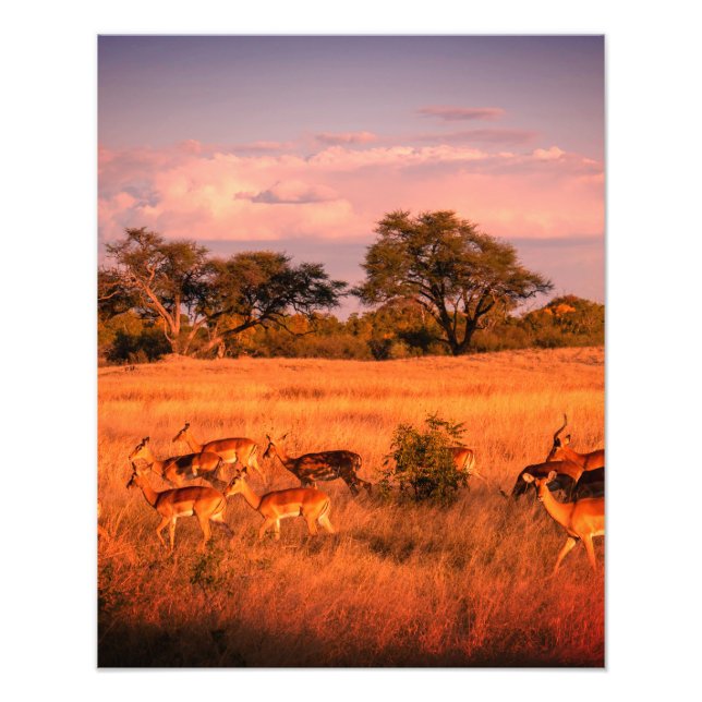 Simbabwe - die reine Natur des Antilopenposters Fotodruck (Vorne)