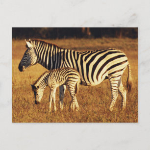 Simbabwe, Hwange National Park, Linkwasha Postkarte