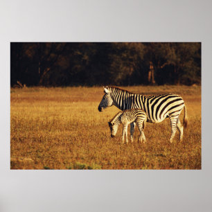 Simbabwe, Hwange-Nationalpark, Linkwasha Poster