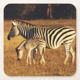Simbabwe, Hwange-Nationalpark, Linkwasha Rechteckiger Pappuntersetzer