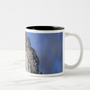 Simbabwe. Nahaufnahme eines Perlkauzes Zweifarbige Tasse