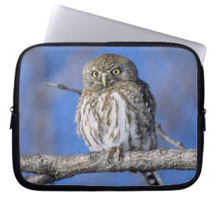 Simbabwe. Nahaufnahme eines Perlspätkauzes Laptopschutzhülle