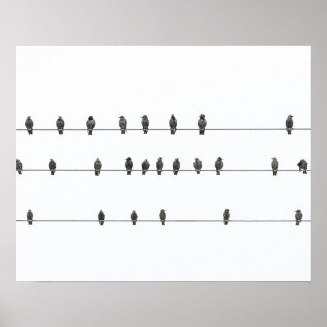 Simple Birds on the Wires Hand-Drawn Illustration Poster (Vorne)