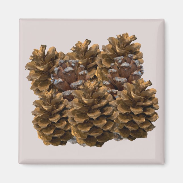 Simple Pinecones Magnet (Vorne)