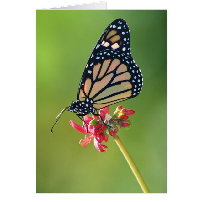 Simplicité (Devant)