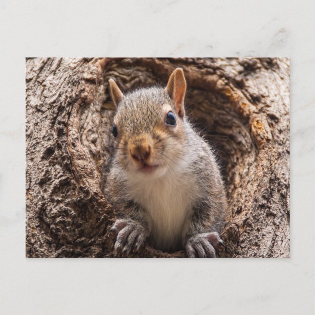 Sincap Postkarte (Vorderseite)