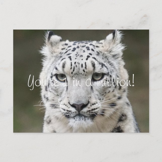 Sincere Snow Leopard Vielen Dank Postkarte (Vorderseite)