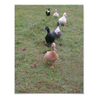 Sind deine Enten in einer Reihe? Fotodruck