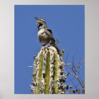Sing Cactus Wren