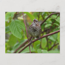 Sing mir eine Postkarte