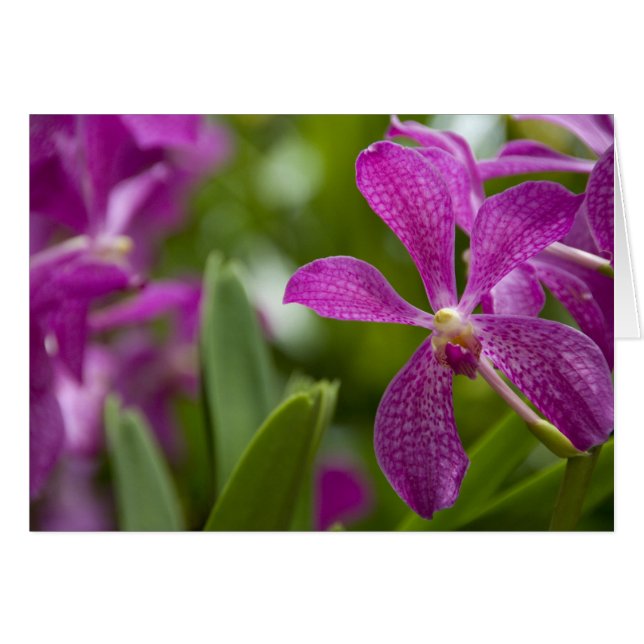 Singapur Sanskrit for Lion City). Nationale (Vorderseite (Horizontal))