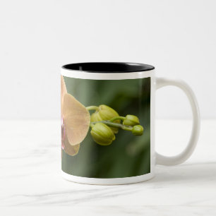 Singapur (Sanskrit für Löwenstadt). National 2 Zweifarbige Tasse