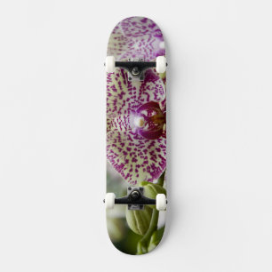 Singapur (Sanskrit für Löwenstadt). National Skateboard