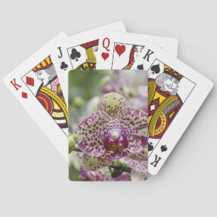 Singapur (Sanskrit für Löwenstadt). National Spielkarten