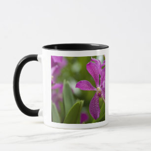 Singapur Sanskrit für Löwenstadt). National Tasse