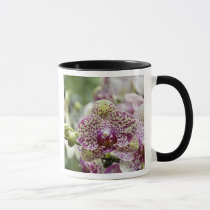Singapur (Sanskrit für Löwenstadt). National Tasse