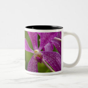 Singapur Sanskrit für Löwenstadt). National Zweifarbige Tasse