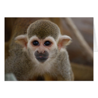 Singe araignée