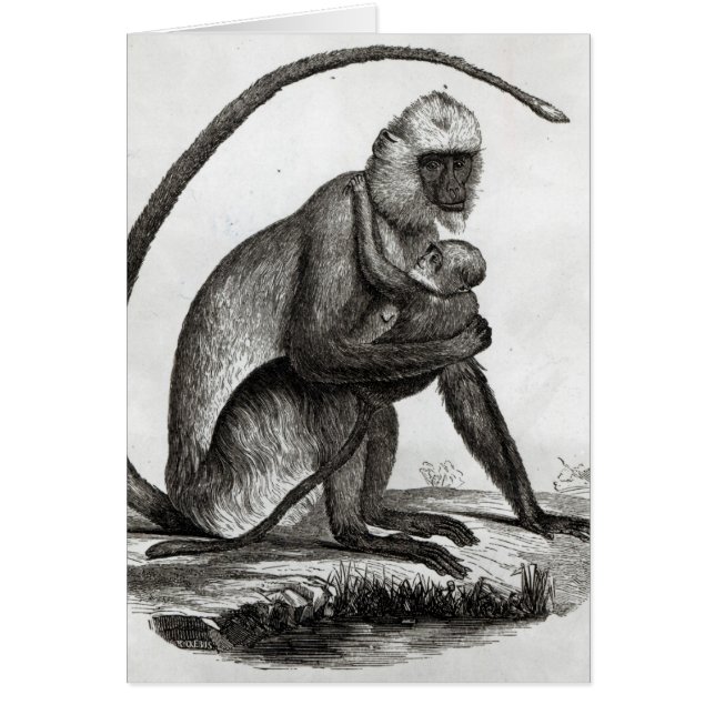 Singe brésilien (Devant)