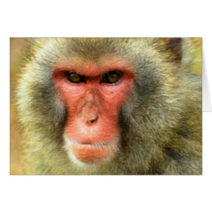 Singe de neige