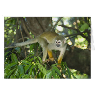 Singe écureuil commun, (Saimiri sciureus), Rio