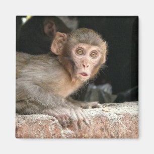 Singe effrayé avec grand aimant yeux