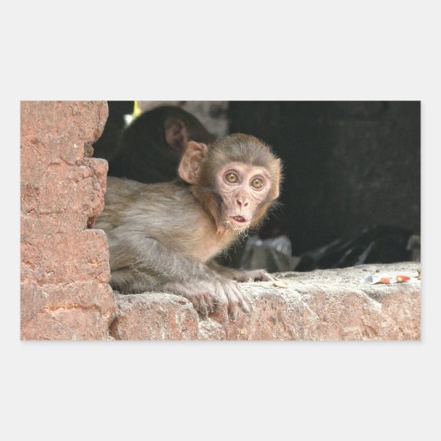 Singe effrayé avec gros yeux autocollant rectangul (Devant)