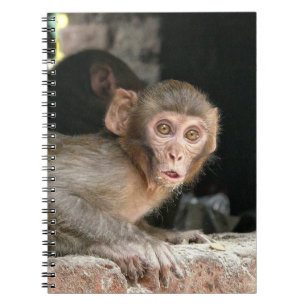Singe effrayé avec le grand carnet de yeux