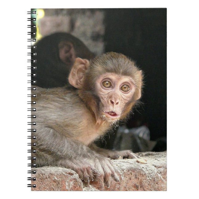 Singe effrayé avec le grand carnet de yeux (Devant)