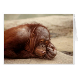 Singe somnolent