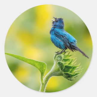 singend Indigo Bunting Runder Aufkleber