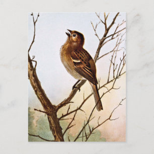 Singender Feldsperling Postkarte