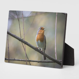 Singender Rotkehlchen-Naturfoto Fotoplatte