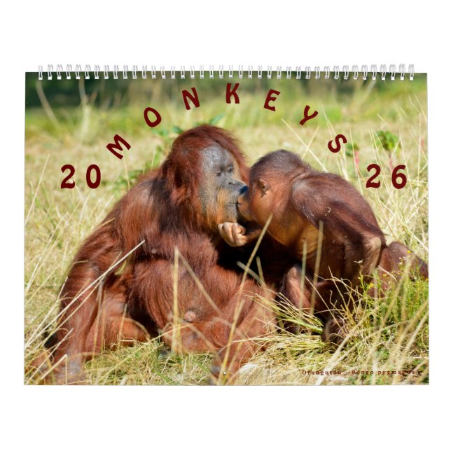 Singes Calendrier 2023 (Protection)