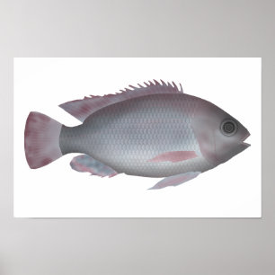 Singida Tilapia Poster