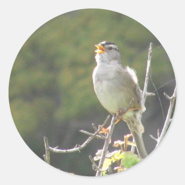 Singing Bird Runder Aufkleber (Vorderseite)