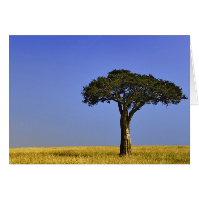 Single Acacia Baum auf Grasflächen, Masai Mara, (Vorderseite (Horizontal))