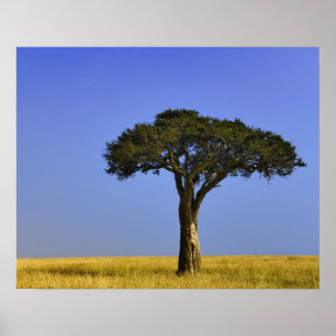 Single Acacia Baum auf Grasflächen, Masai Mara, Poster