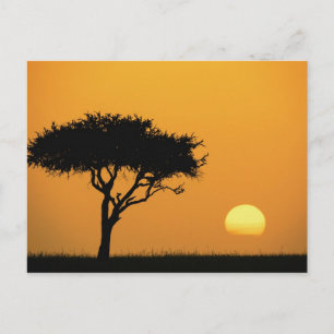 Single Acacia Baum Silhouette bei Sonnenaufgang, M Postkarte