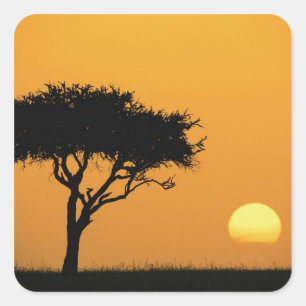 Single Acacia Baum Silhouette bei Sonnenaufgang, M Quadratischer Aufkleber