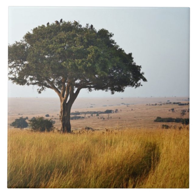 Single acacia tree auf Grasflächen, Masai Mara, Fliese (Vorderseite)