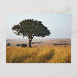 Single acacia tree on grassy plains, Masai Mara Postkarte