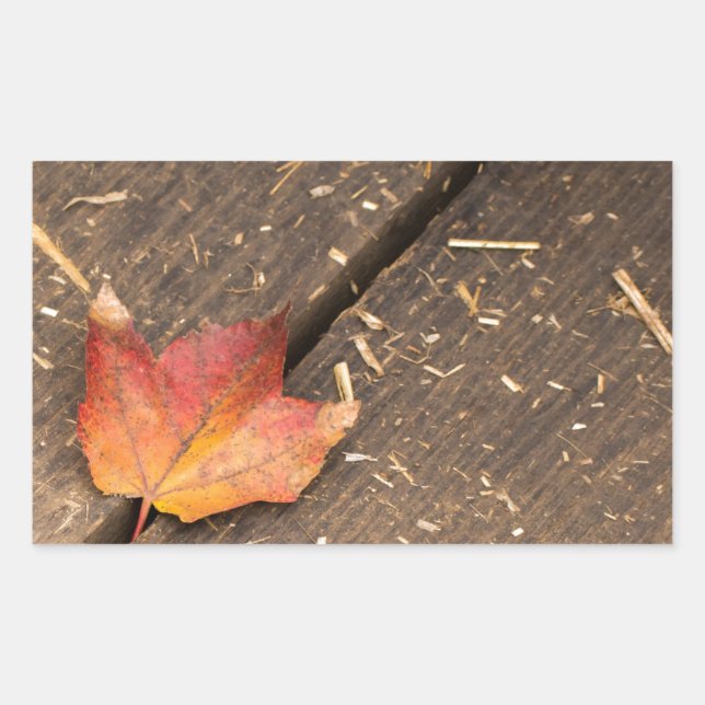 Single Ahornleaf im Fall Rechteckiger Aufkleber (Vorderseite)