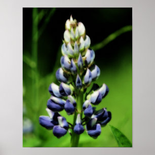 Single Blue Lupine Blume Orton Wirkung Poster