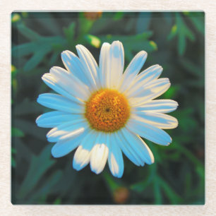 Single Bright Daisy Glasuntersetzer
