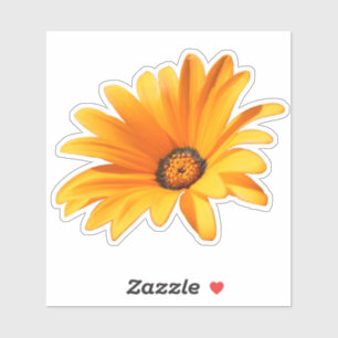 Single Bright Orange Cape Daisy Aufkleber